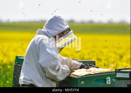 Eingereicht - 27 April 2018, Deutschland, Mallnow: ein Imker arbeitet auf die Bienenstöcke in der Nähe von einem blühenden Raps Feld. Tagsüber bringen die Bienen Nektar und Pollen, Wasser auf die Kämme und während der Nacht zu Honig verarbeitet werden. Ein Bienenvolk besteht aus einer Königin, mehrere hundert Drohnen und 30.000 bis 60.000 Bienen - im Sommer bis zu 120.000. Die Bienen fliegen Bereich ist etwa drei Kilometer groß. Foto: Patrick Pleul/dpa-Zentralbild/ZB Stockfoto