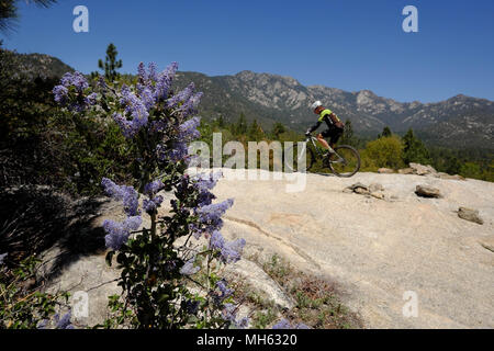 Idyllwild, Kalifornien, USA. 29 Apr, 2018. Biker Fahrten steilen trails Vergangenheit Wildblumen, Granit, Platten und Pine tress Bei Höhen über 6.500 Fuß hoch über der Wüste in der Nähe von Idyllwild in die San Jacinto Berge. Abrupt steigenden aus der Wüste, die Santa Rosa und San Jacinto Mountains National Monument erreicht eine Höhe von 10,834 feet, die Nördlichste der Halbinsel reicht. Viele Tier- und Pflanzenarten innerhalb des National Monument sind Bundes- und aufgeführten gefährdeten oder vom Aussterben bedrohten Arten, einschließlich der Peninsular Bighorn Schafe (Ovis canadensis cremno Stockfoto