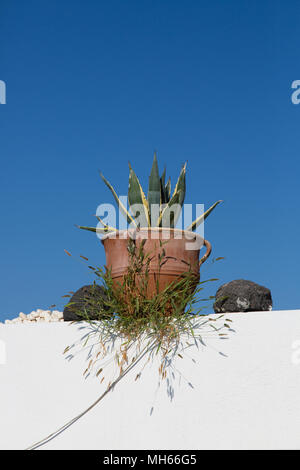 Topfpflanzen saftige auf weiße Wand mit blauen Himmel hinter Stockfoto