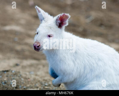 SELBST SELTENES WEIßES (ALBINOS ODER LEUKISTISCHES) BENNETT-KANGURU (NOTAMACROPUS RUFOGRISEUS) IM GORGE WILDLIFE PARK, CUDLEE CREEK, NORD VON ADELAIDE, SÜDAUSTRALIEN. Stockfoto