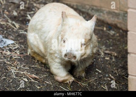 Weiß südlichen Haarige gerochene Wombat, South Australia. Stockfoto