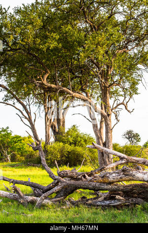 Baum im Okavango Delta (Okavango Grasland), einem der sieben Naturwunder in Südafrika, Botswana Stockfoto