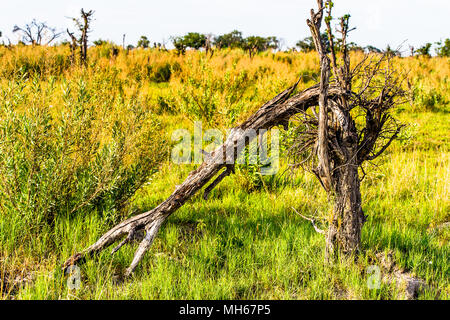 Baum im Okavango Delta (Okavango Grasland), einem der sieben Naturwunder in Südafrika, Botswana Stockfoto