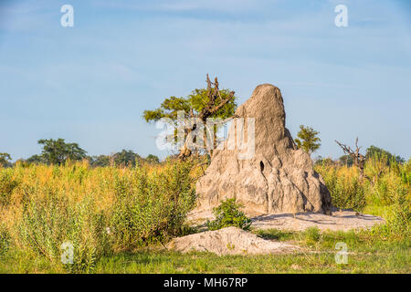 Landschaft des Okavango Delta (Okavango Grasland), einem der sieben Naturwunder in Südafrika, Botswana Stockfoto