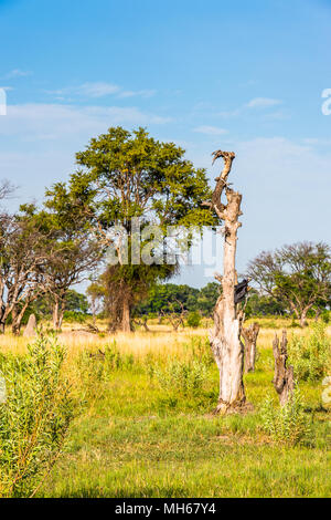 Landschaft des Okavango Delta (Okavango Grasland), einem der sieben Naturwunder in Südafrika, Botswana Stockfoto