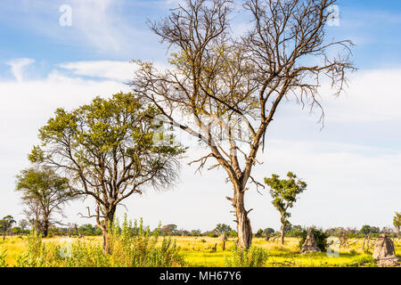 Baum im Okavango Delta (Okavango Grasland), einem der sieben Naturwunder in Südafrika, Botswana Stockfoto