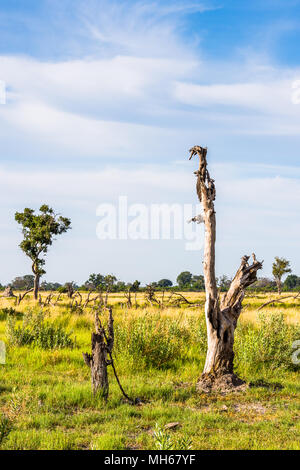 Baum im Okavango Delta (Okavango Grasland), einem der sieben Naturwunder in Südafrika, Botswana Stockfoto