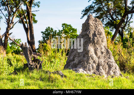 Landschaft des Okavango Delta (Okavango Grasland), einem der sieben Naturwunder in Südafrika, Botswana Stockfoto