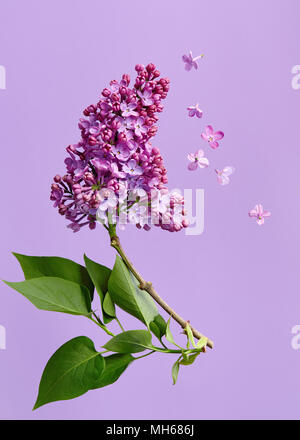 Lila Blüten auf lila Hintergrund. Stockfoto