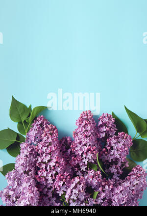 Zweige lila Flieder auf hellblauem Hintergrund, gesehen von oben. Kopieren Sie Platz. Stockfoto