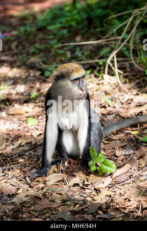 Cercopithecus Mona, ghanaische Affe springt auf dem Boden Stockfoto