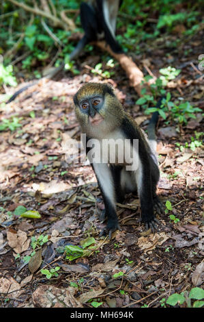 Cercopithecus Mona, ghanaische Affe springt auf dem Boden Stockfoto