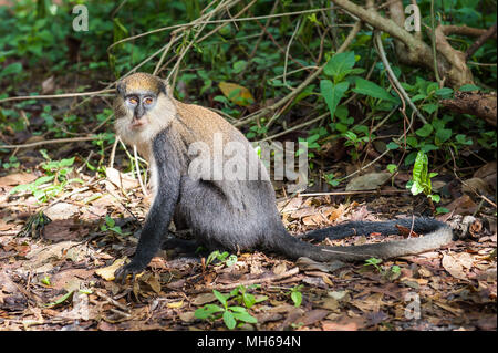 Cercopithecus Mona, ghanaische Affe springt auf dem Boden Stockfoto