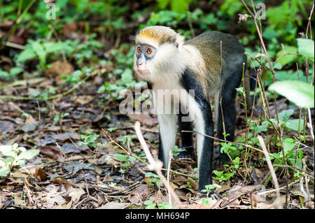 Cercopithecus Mona, ghanaische Affe springt auf dem Boden Stockfoto