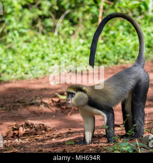 Cercopithecus Mona, ghanaische Affe springt auf dem Boden Stockfoto