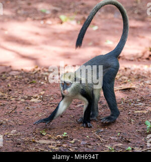 Cercopithecus Mona, ghanaische Affe springt auf dem Boden Stockfoto