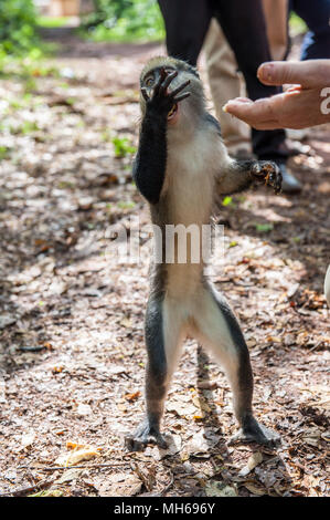 Cercopithecus Mona, ghanaische Affe springt für die Lebensmittelindustrie Stockfoto