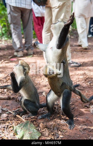 Cercopithecus Mona, ghanaische Affe springt für die Lebensmittelindustrie Stockfoto