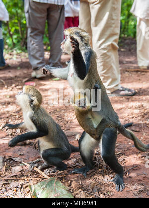 Cercopithecus Mona, ghanaische Affe springt für die Lebensmittelindustrie Stockfoto