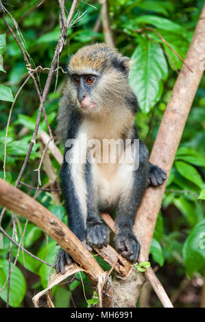 Monkey (Cercopithecus Mona) auf dem Baum in Ghana Stockfoto