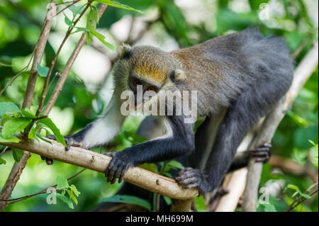 Monkey (Cercopithecus Mona) springt auf den Baum in Ghana Stockfoto