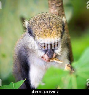 Little Monkey (Cercopithecus Mona) isst eine babana in Ghana Stockfoto