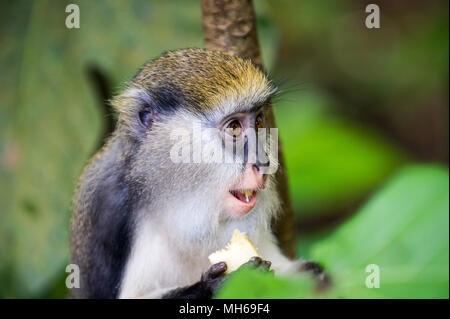 Little Monkey (Cercopithecus Mona) isst eine babana in Ghana Stockfoto