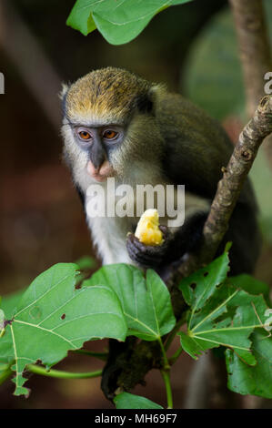 Little Monkey (Cercopithecus Mona) isst eine babana in Ghana Stockfoto