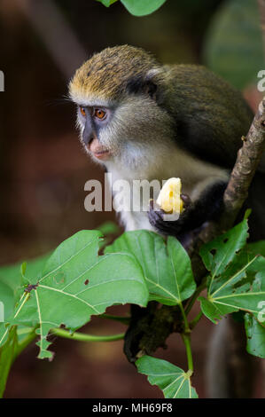 Little Monkey (Cercopithecus Mona) isst eine babana in Ghana Stockfoto