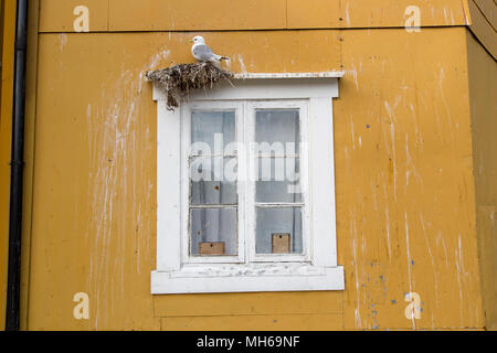 Seagull Nest in der Fensterbank Stockfoto