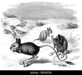 Größere Ägyptische jerboa <Jaculus orientalis >, Robert Kretschmer und K. Jahrmargt 1870 Stockfoto