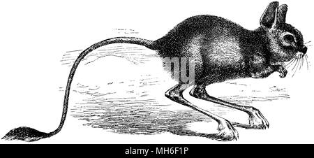 Größere Ägyptische jerboa <Jaculus orientalis>, anonym 1882 Stockfoto