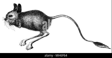 Größere Ägyptische jerboa <Jaculus orientalis>, anonym Stockfoto