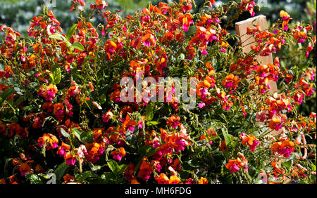 Cordatum Chorizema, Herz - Blatt Flamme Erbsen eine blühende Pflanze der pea Familie, in der kiesigen oder lehmigen Böden in Eukalyptuswäldern, Western Australien. Stockfoto