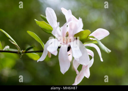 Nahaufnahme einer Blüte der Magnolia loebneri, Leonard Messel Stockfoto