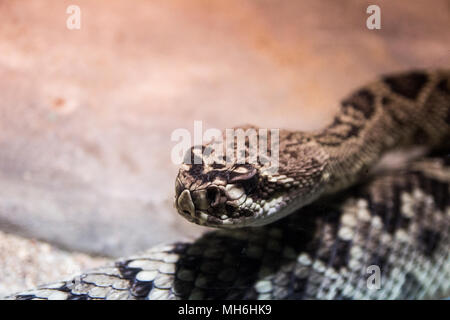 Grosse Schlange auf ein Völker aus seinen Platz im Zoo. Stockfoto