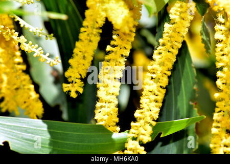 Acacia Longifolia - Sydney Golden Wattle Stockfoto