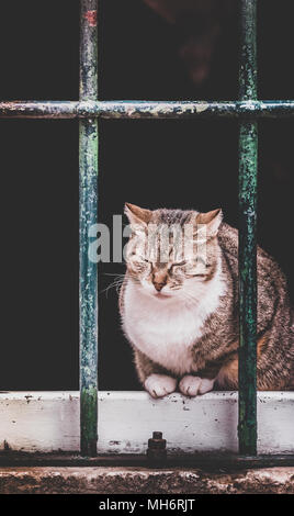 Süße Katze sitzt am Fenster in der Stadt Kotor Stockfoto