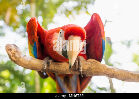 Gerade auf der Suche Scarlett Macaw vogel papagei mit Rot in der Macaw Mountain, Copan Ruinas, Honduras, Mittelamerika Stockfoto