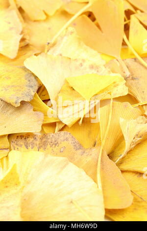 Gelbe Ginkgo Biloba Blätter im Herbst Hintergrund Textur, selektiven Fokus Stockfoto