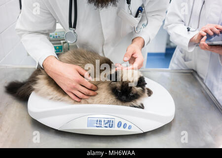 Tierarzt die Katze auf der Skala ihre Gewichte zu messen Stockfoto