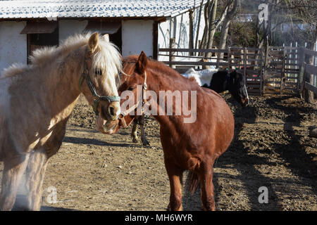 Closeup Portrait von zwei verspielten Pferde zusammen auf dem Bauernhof Feld/braune und weiße Pferde, die gemeinsam spielen Stockfoto