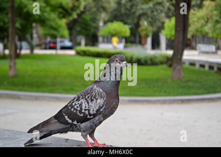 Tauben picken Brot im Winter City Park. Nahaufnahme, Ansicht von unten. Stockfoto