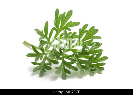 Wermut (Artemisia Absinthium) Sprig isoliert auf weißem Stockfoto