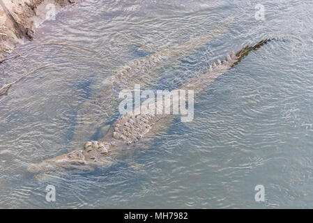 Gefährliche Krokodile schwimmen im Fluss Stockfoto