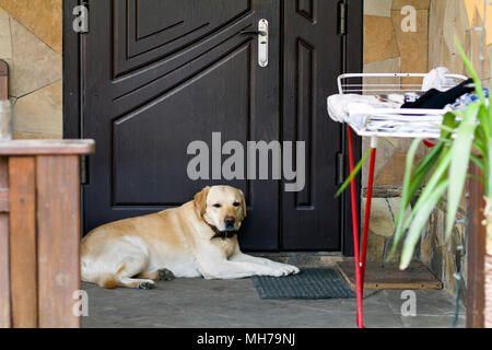 Großes Licht gelb braun Hund Labrador-retriever liegt vor der geschlossenen Tür schauen, traurig und ernst in die Kamera, bewacht und warten auf Stockfoto
