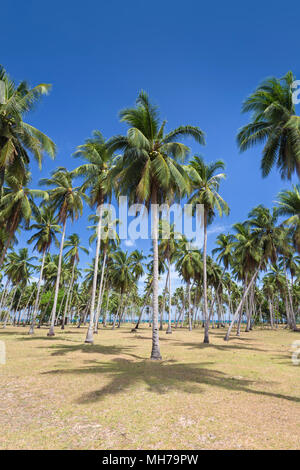 Palmen in der Nähe von Long Beach, einer 18 Kilometer langen weißen Sandstrand, San Vicente, Palawan, Philippinen Stockfoto