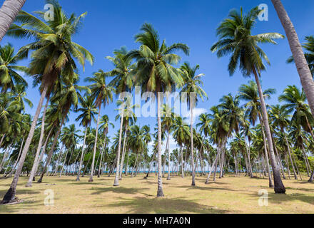 Palmen in der Nähe von Long Beach, einer 18 Kilometer langen weißen Sandstrand, San Vicente, Palawan, Philippinen Stockfoto