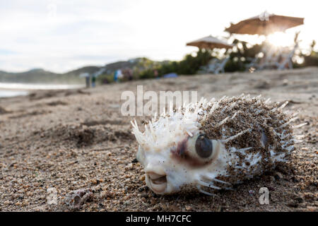 Kugelfische Strände nach den Gezeiten. Puerto Vallarta, Jalisco. Mexiko Stockfoto