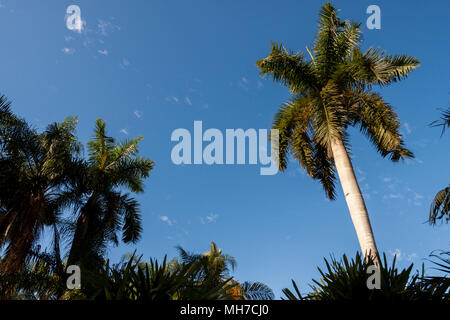 Palmen aus kontrolliertem Anbau. San Pancho, Nayarit. Mexiko Stockfoto